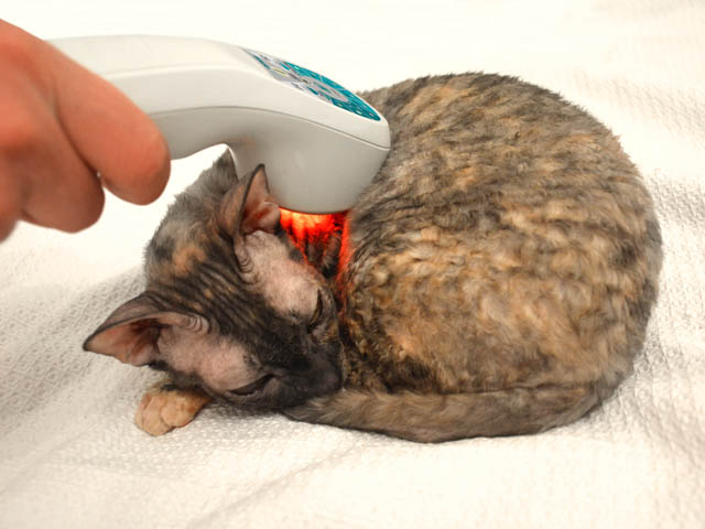 Лечение кошки лазером Рикта