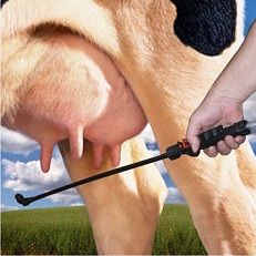 Лечение мастита у коров