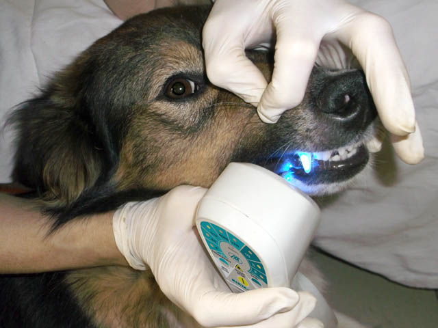 Лечение зубов у пса лазером